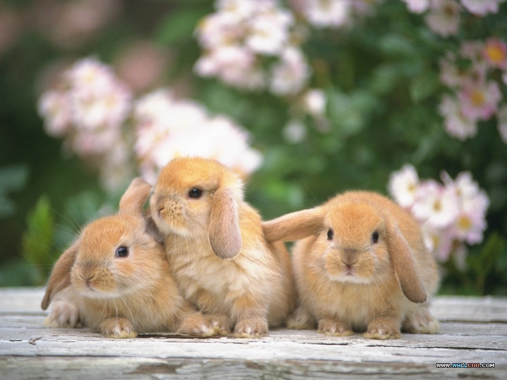 Information of Animal Benefits of Maintaining Rabbit