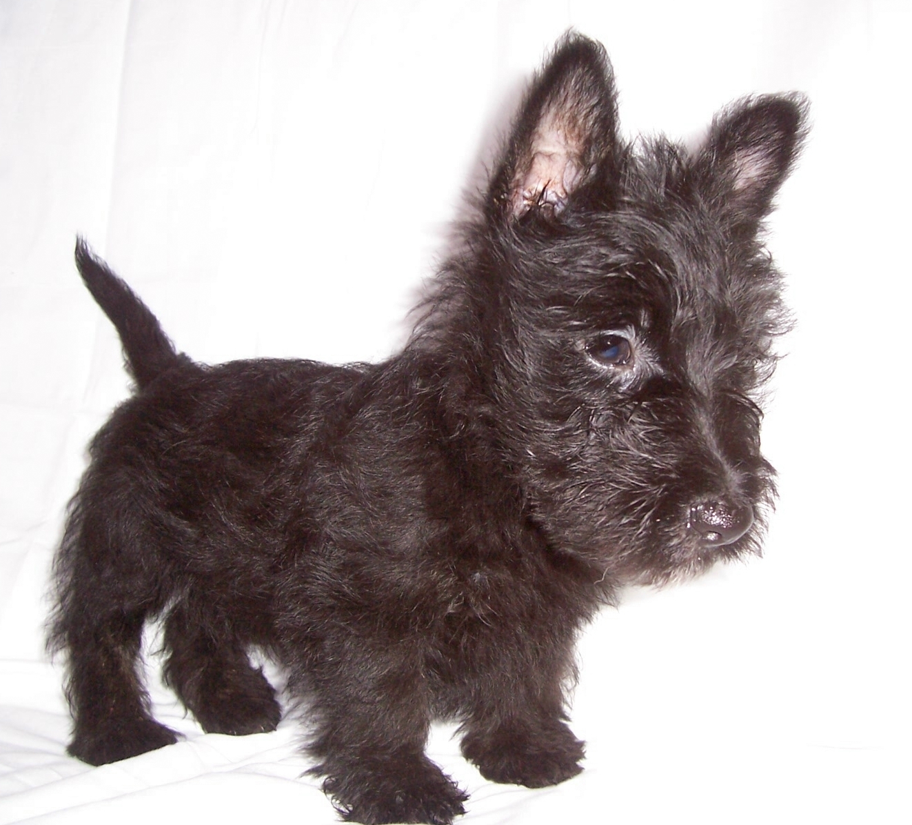 Scottie Dogs For Sale Uk Scottie Dogs For Sale Uk