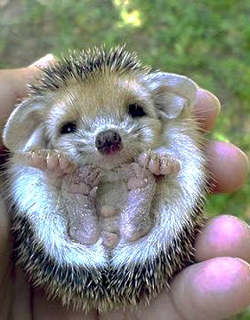 les rencontres du hérisson 2011