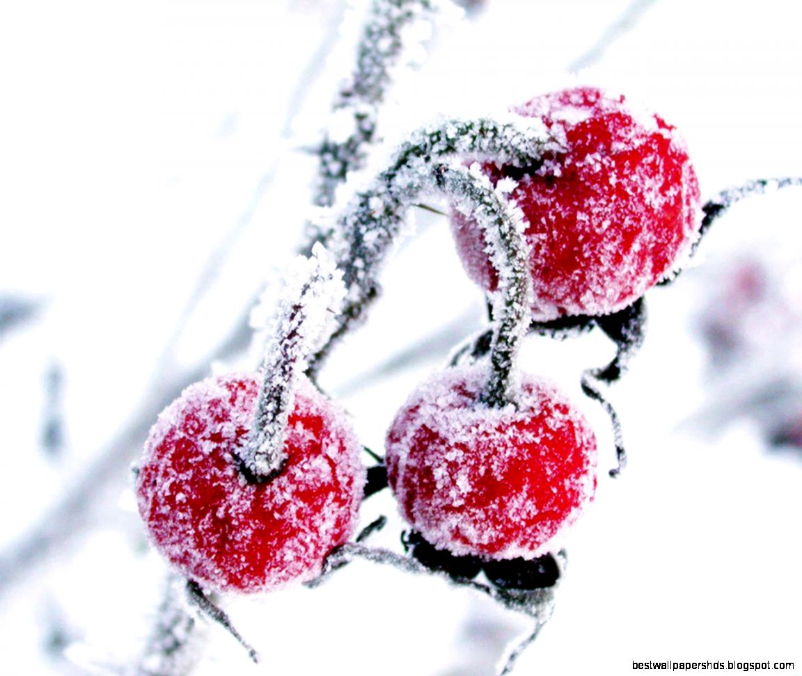 Free Wallpaper Winter Berries Free Wallpaper Winter Berries