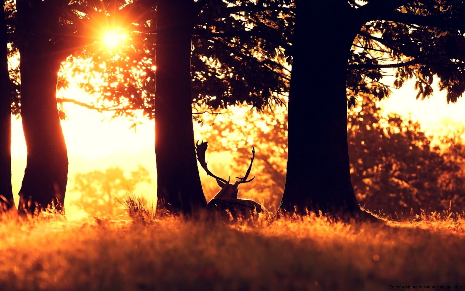 Sunset Forest with Deer Photos Sunset Forest with Deer Photos