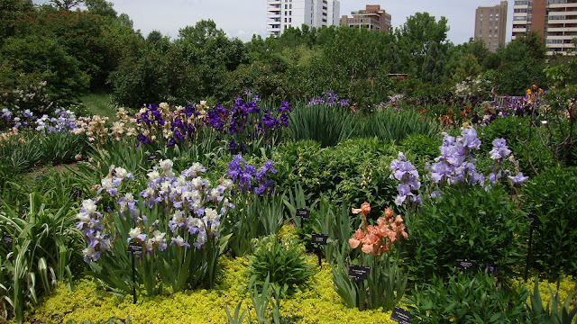 Prairiebreak: Iris in the garden