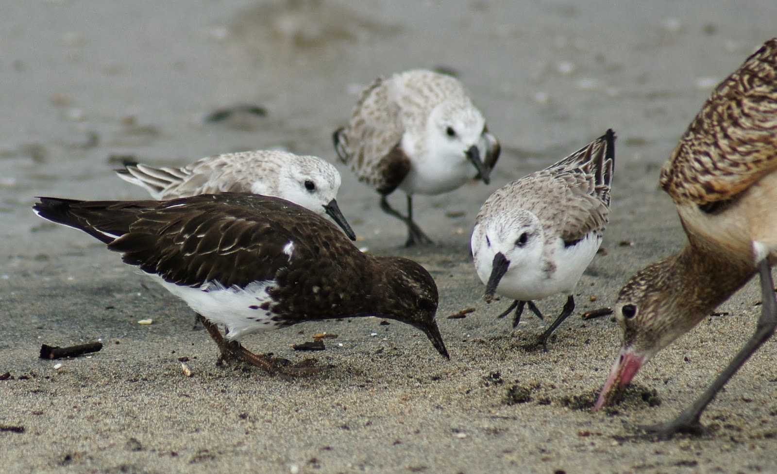 Tommy D's Birding Expeditions Birding Orange County, California