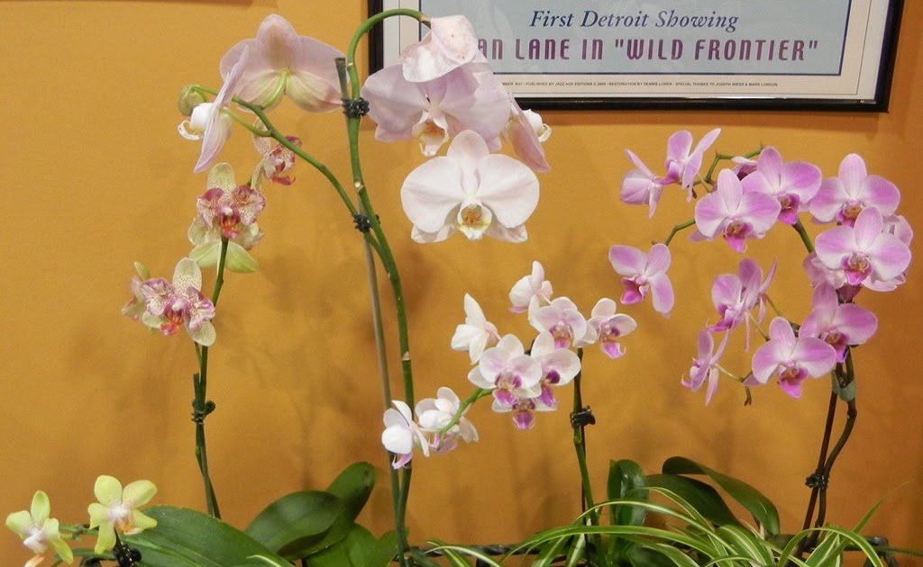 Tea and Orchids Alex Zorach's Tea Blog