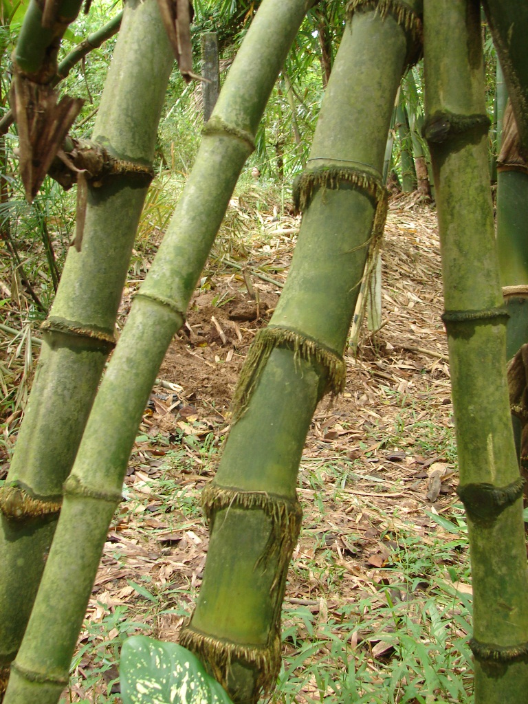OUR PHILIPPINE TREES Lawiswis ng Katutubong Kawayan Our Native Bamboos