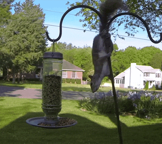 Funny animal gifs - part 115 (10 gifs), squirrel vs bird feeder