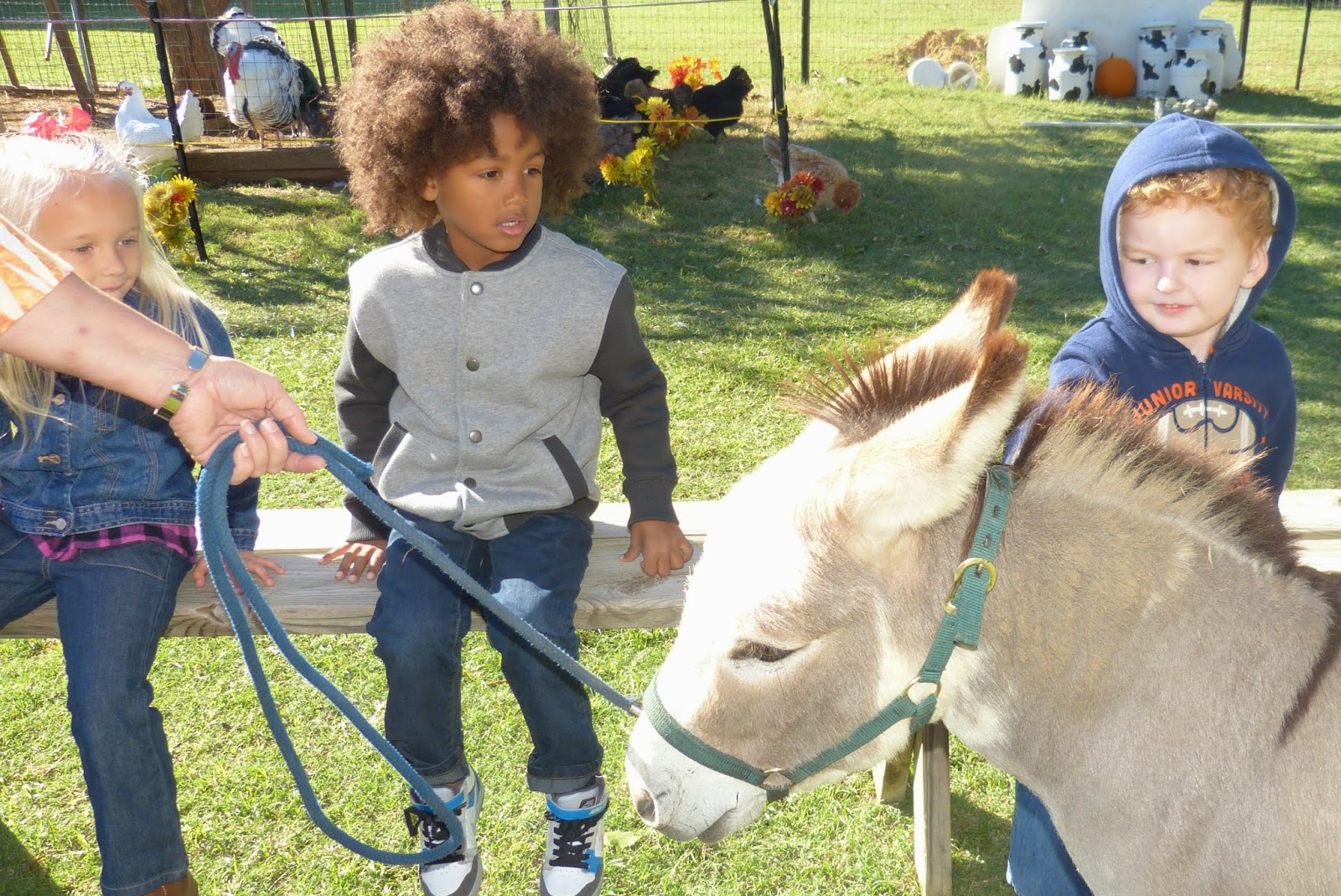 Paula's Primary Classroom Lowes Miniature Farm Field Trip!