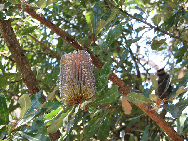 Bush Bernie's Blog: Flower Flaunt from our Australian National