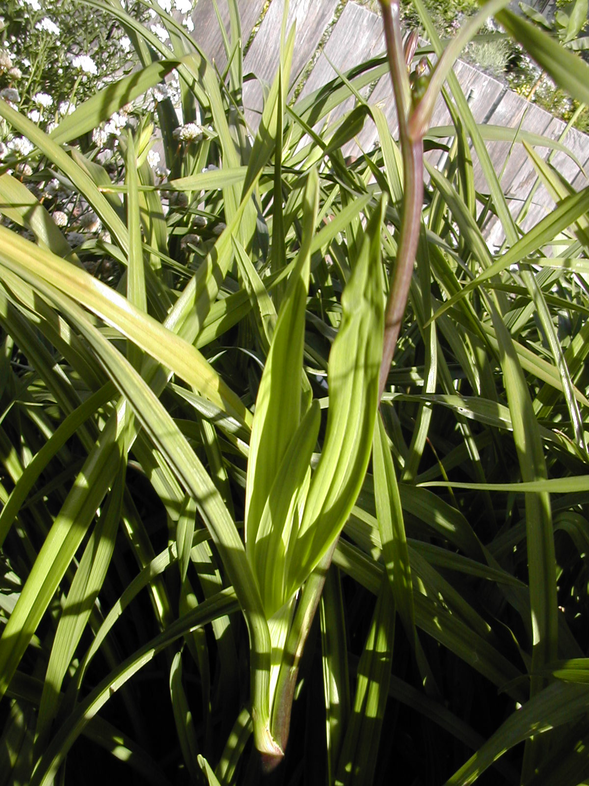 Urban Oasis Daylilies Variegated Hybridizing