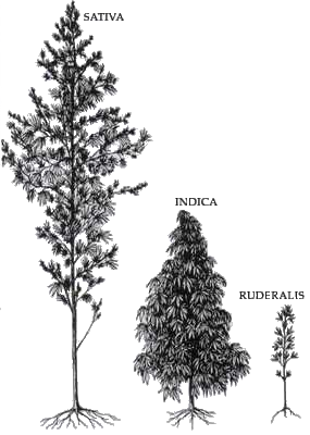 graines de cannabis - espèces de Cannabis graines de cannabis - espèces de Cannabis