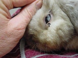 Wabbit Twouble - Wikipedia