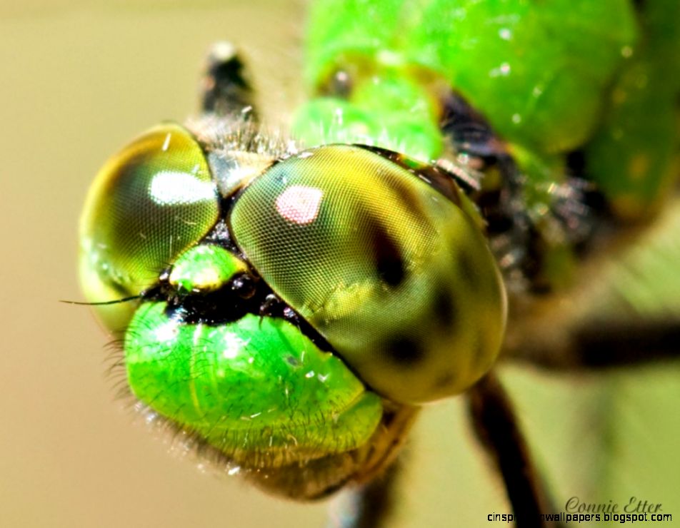 Macro Photography Ideas Macro Photography Ideas
