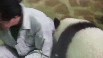 Funny animal gifs - part 121 (10 gifs), spoiled panda