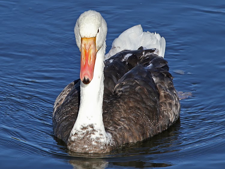 Bird Hybrids Greylag Goose x Mute Swan