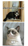 Grumpy Cat meets Queen. Grumpy Cat meets Queen. Inevitable. bomis fin