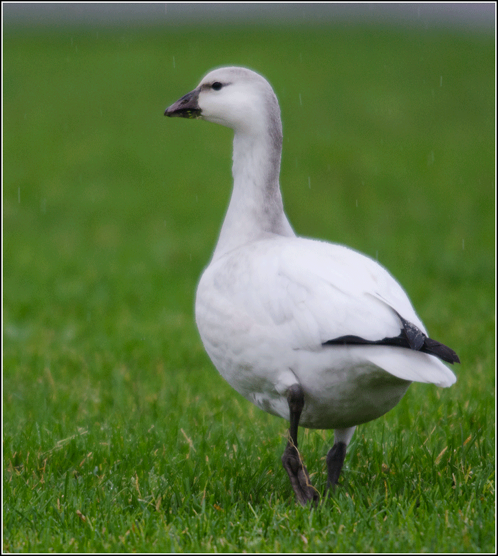 Explorations of an Ecologist juvenile Ross's x Snow Goose North Bay