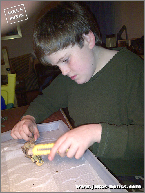 My brilliant new clever invention for cleaning bones Jake's Bones