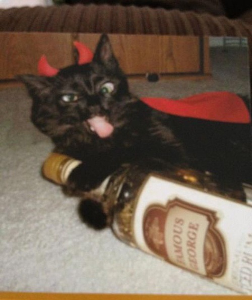 drunk+devil+cat+with+a+bottle+of+liquor+