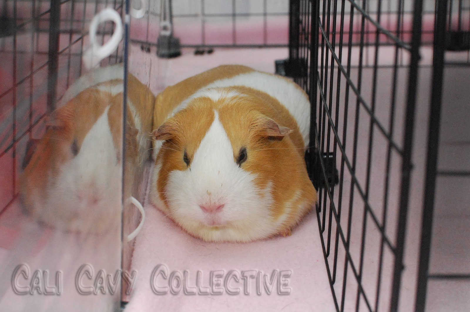 Cali Cavy Collective a blog about all things guinea pig Current C&C