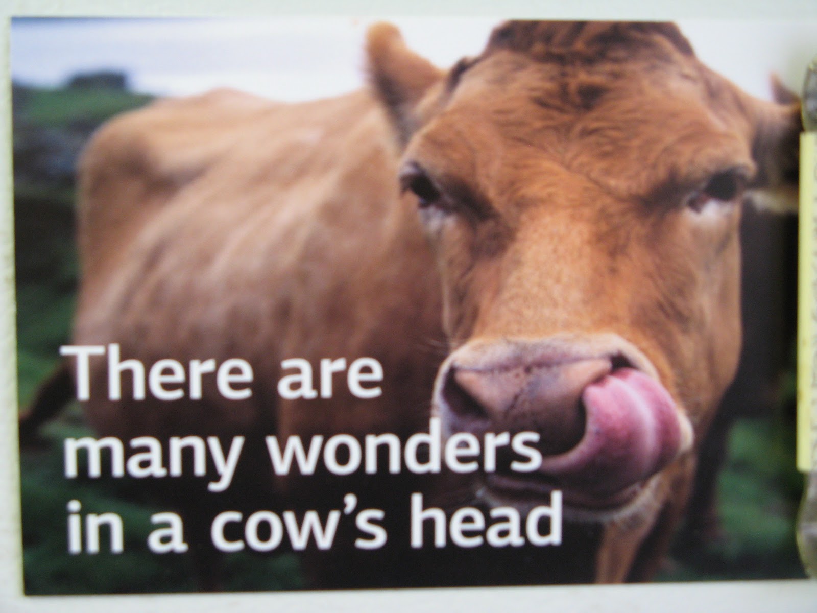 Animal Instinct Cow Brains