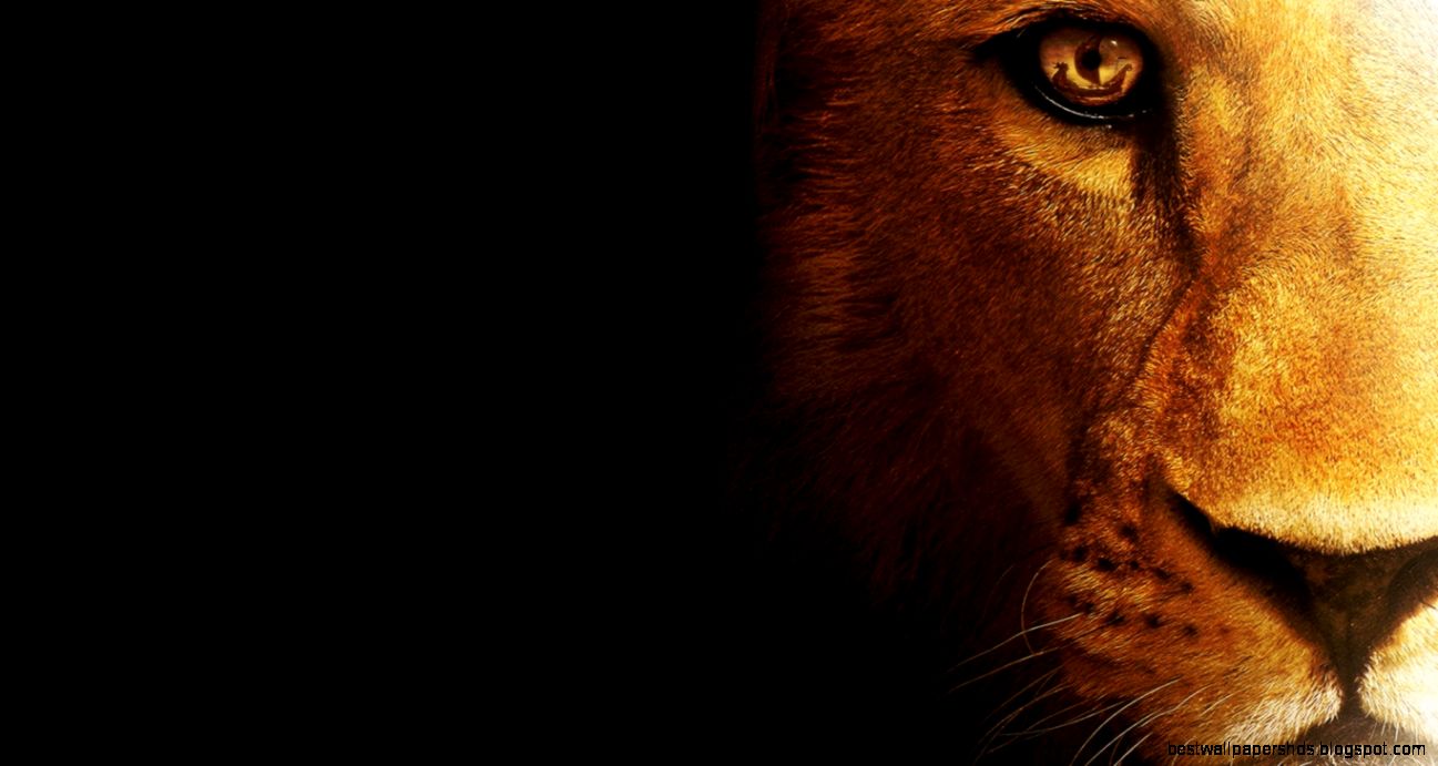 Lion Desktop Wallpapers Lion Desktop Wallpapers