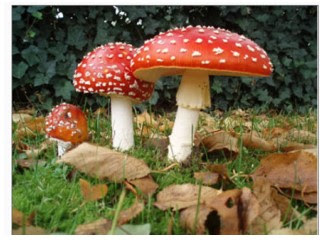 奇特十大蘑菇 - 傘形毒菌