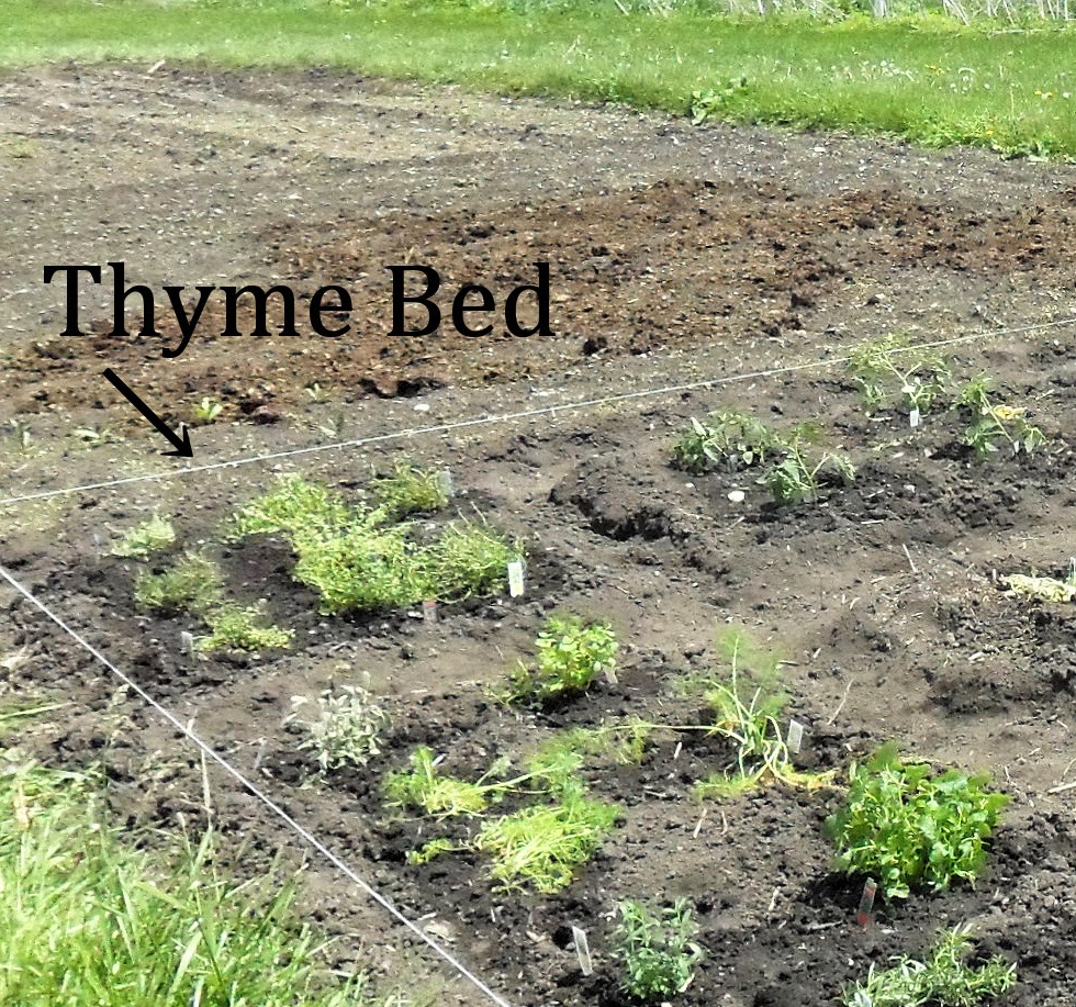 Community Backyard Community Patch Growing Thyme in a Raised Bed