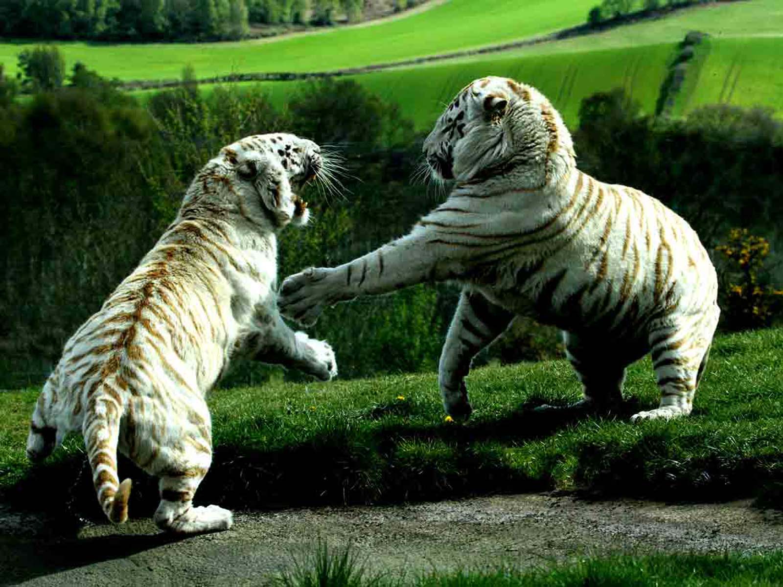Baby White Tigers Wallpapers - 2013 Wallpapers