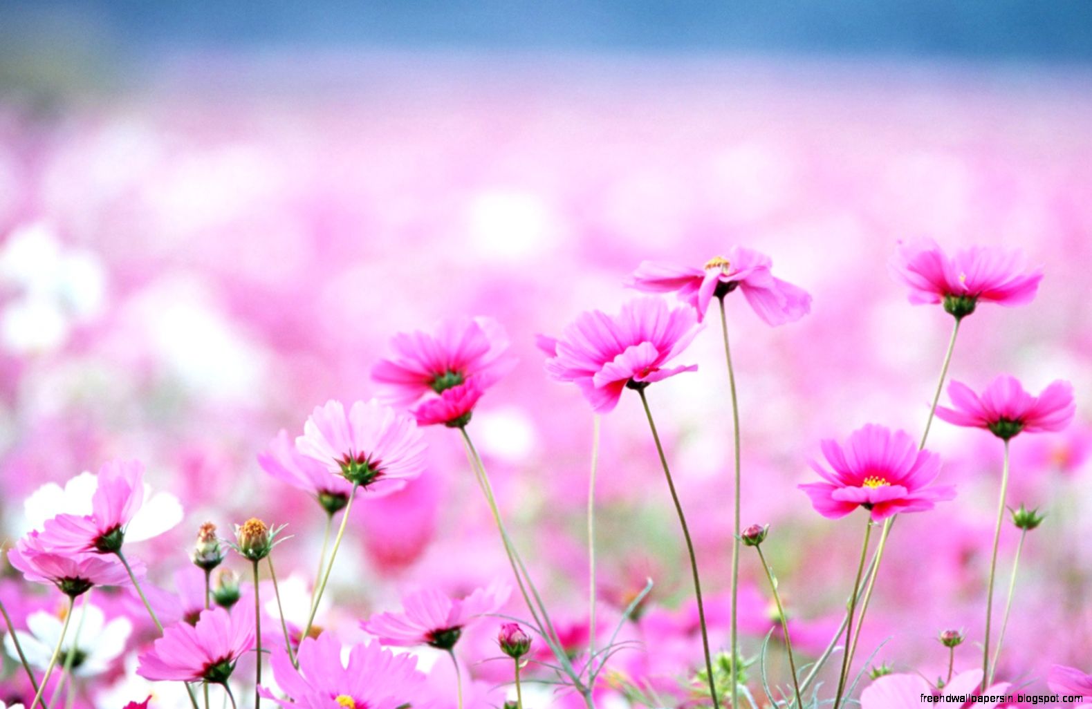 30 Beautiful Flower Wallpapers 30 Beautiful Flower Wallpapers