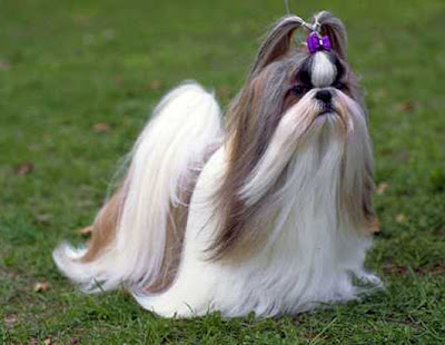 Cute Shih-Tzu Dog Pictures Dog Photos