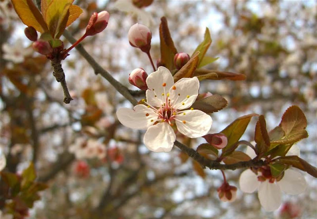 Cherry Plum Flowers Pictures