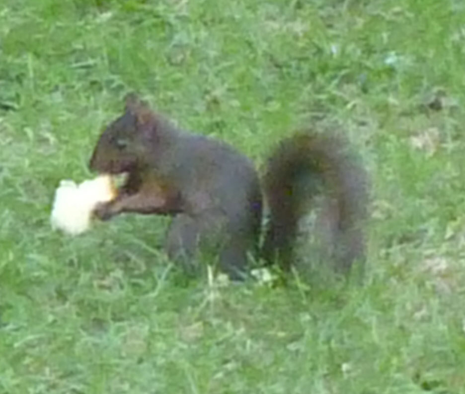 The New York Squirrel Give Us This Day Our Dayold Bread.