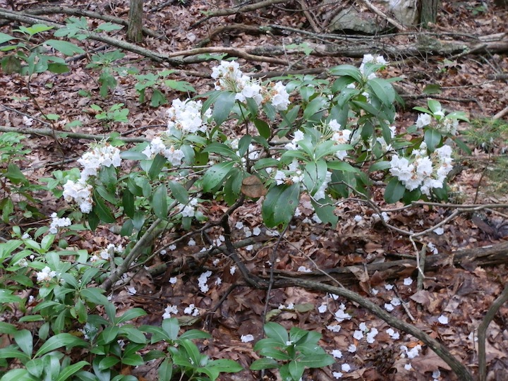 West Rock Trails Invasive Species Natural World Bullies