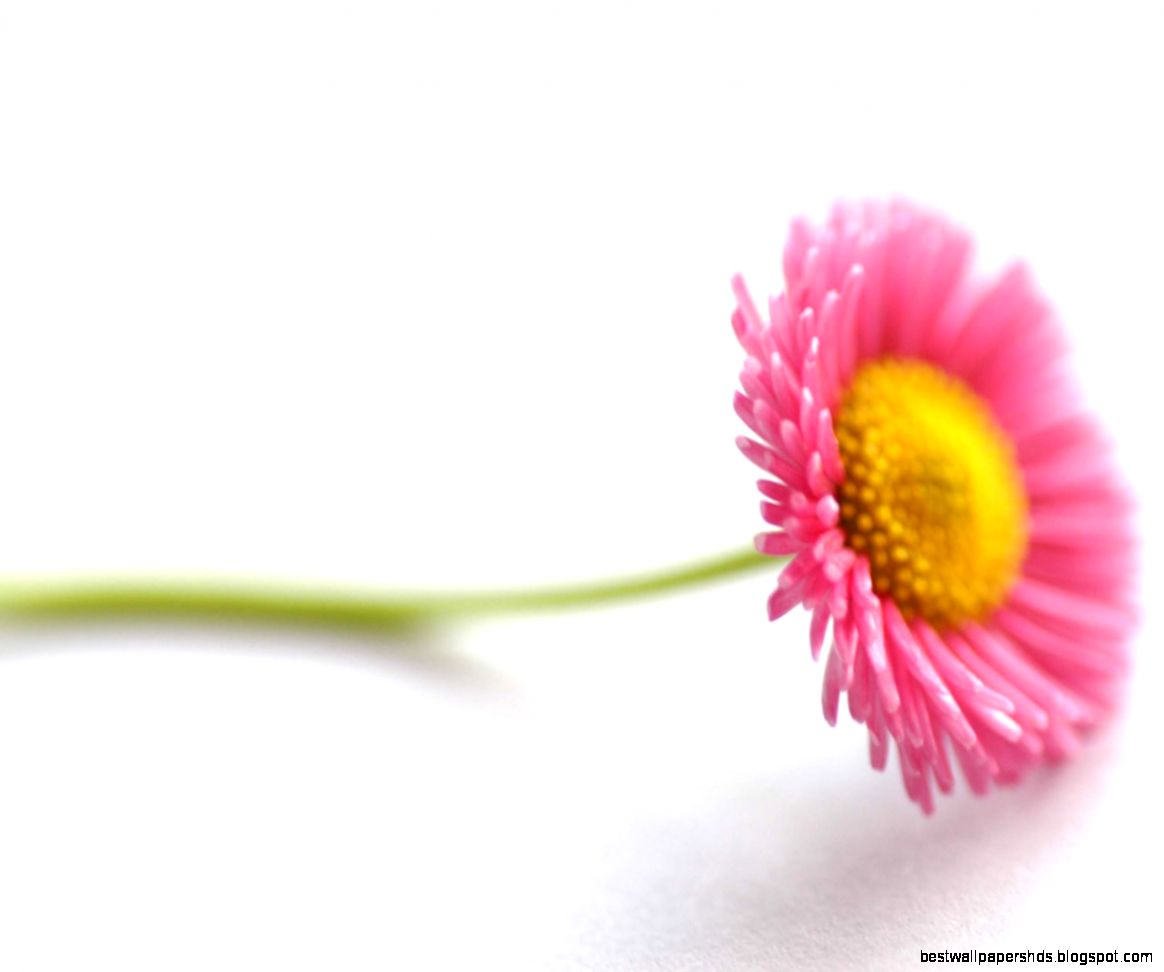 25 Attractive flower wallpapers 25 Attractive flower wallpapers