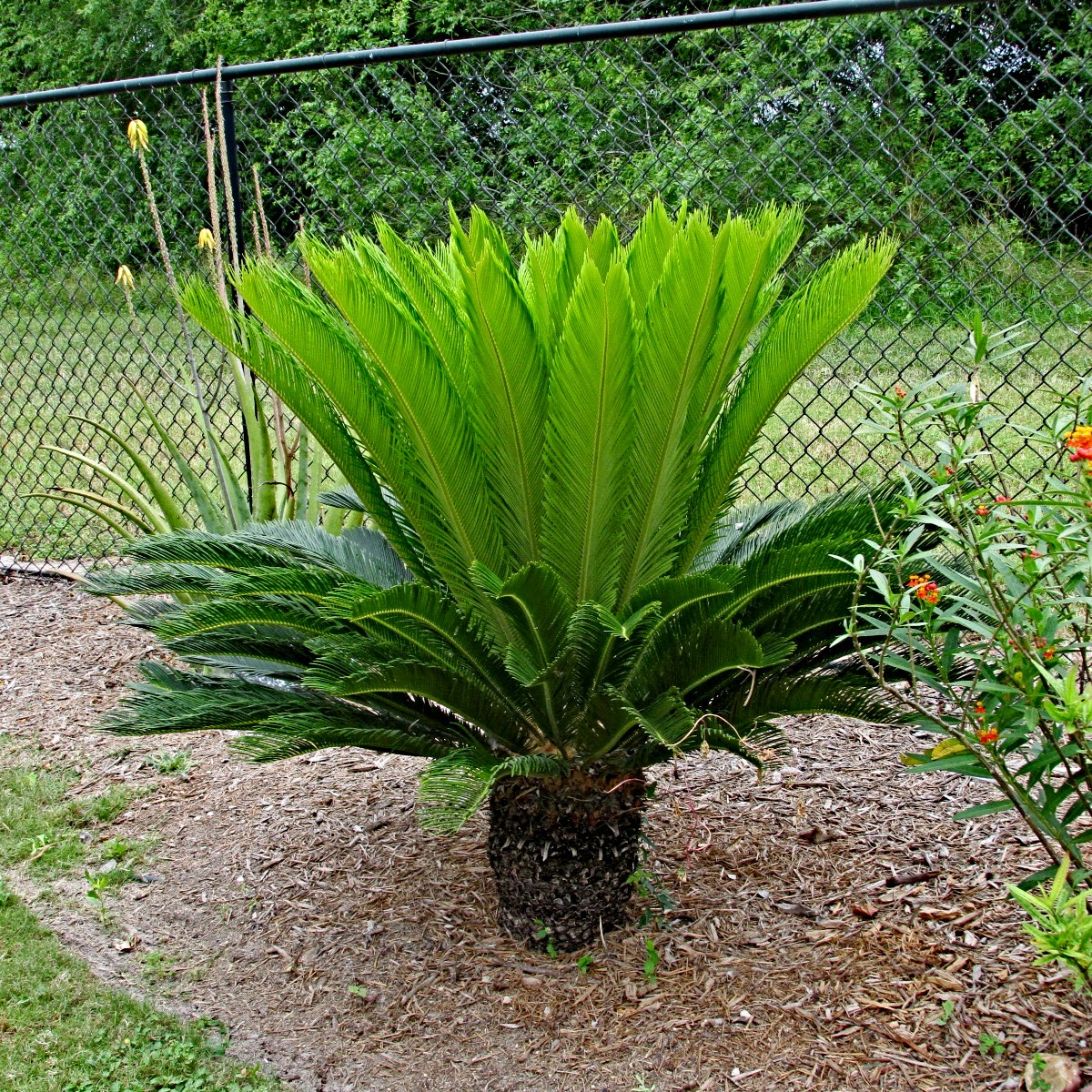 Travel With Whippets Color in South Texas