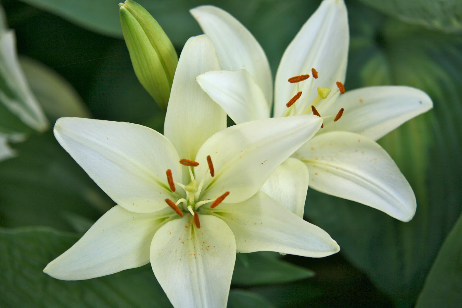 Cheesehead Gardening The Lilies are Blooming