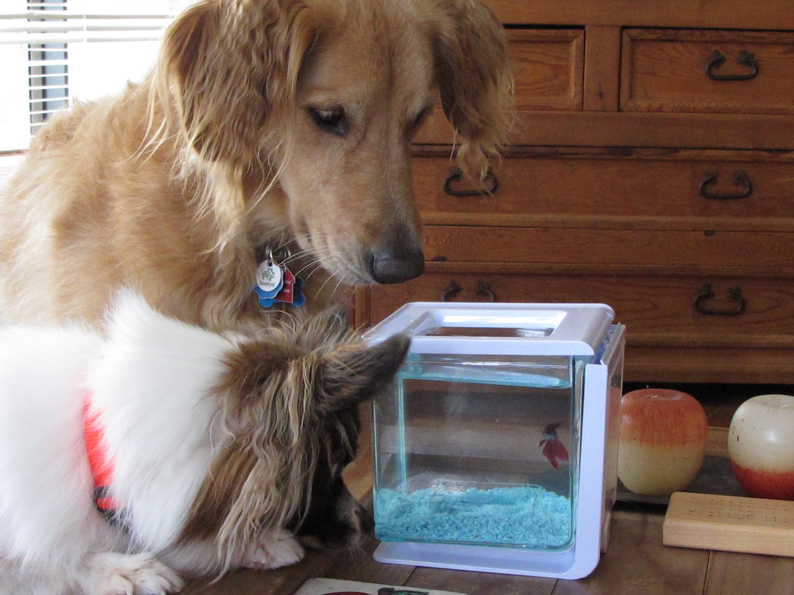 All Things Dog Blog: Dog Entertainment: A Betta Fish?