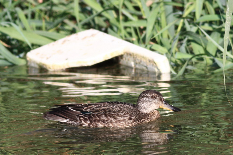 Eskisehir De Yaban Hayat Camurcun Common Teal Anas Crecca 1840