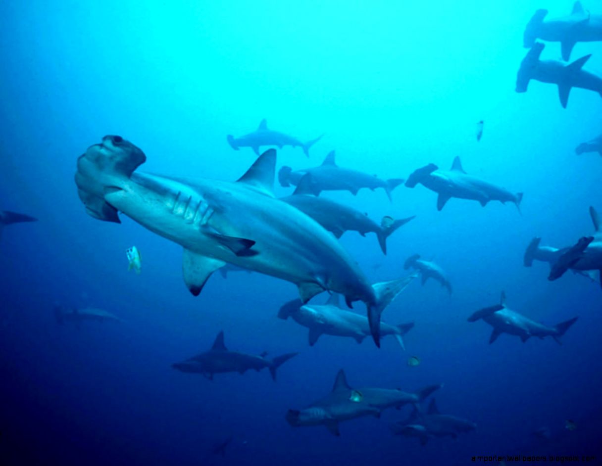 Pics Facts Funny Stuff about Animals Nature Hammerhead Shark Pics Facts Funny Stuff about Animals Nature Hammerhead Shark