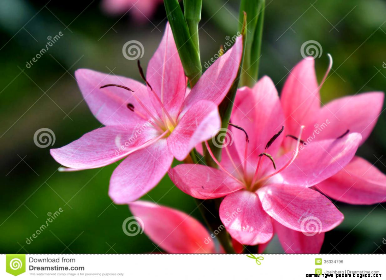 Sunlit Pink Flowers Royalty Free Stock Image Image 36334796 Sunlit Pink Flowers Royalty Free Stock Image Image 36334796