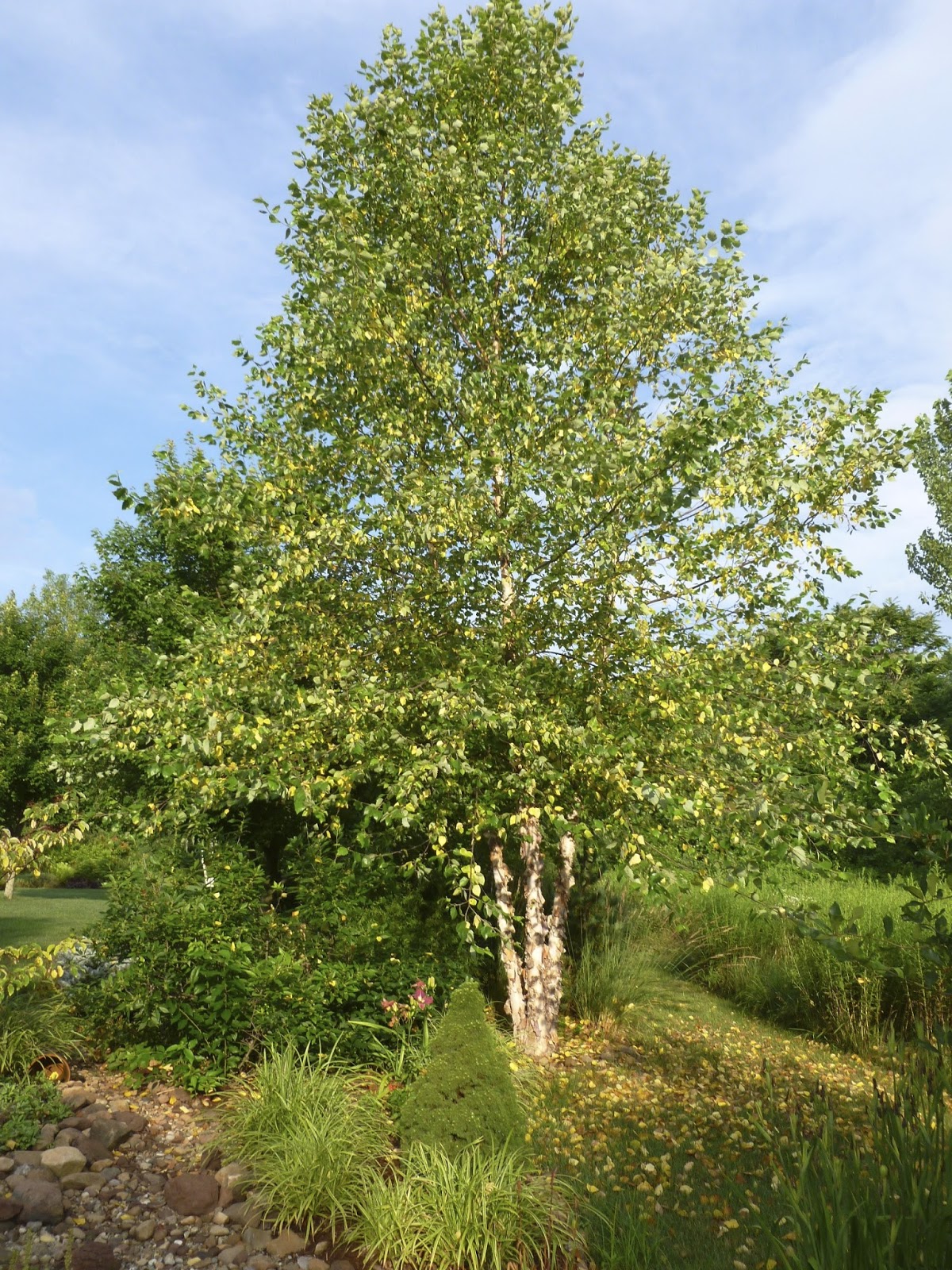 Plant Inventory Betula nigra / River Birch