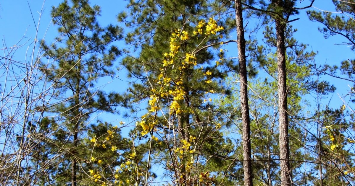 Using Native Plants What Is That Yellow Blooming Tree?