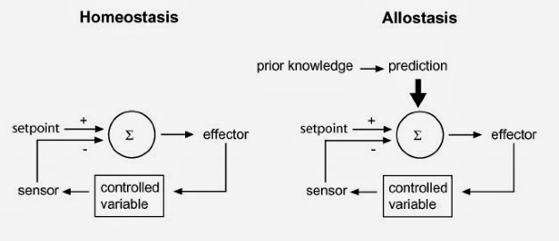 allostasis