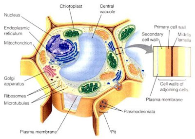 ilmuwan yang menyatakan bahwa protoplasma merupakan substansi hidup pada sel