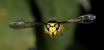 Volando con el cuerpo horizontal,