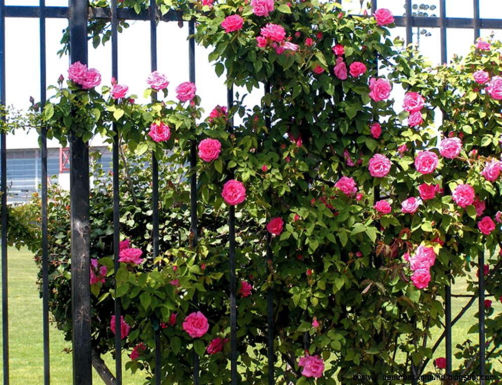 Pacific Horticulture Society Santa Clara Universitys Wall of Pacific Horticulture Society Santa Clara Universitys Wall of