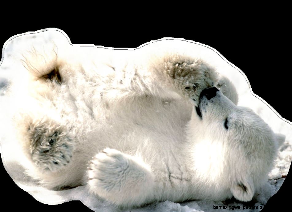 Baby Polar Bear by Pastelmm on DeviantArt Baby Polar Bear by Pastelmm on DeviantArt