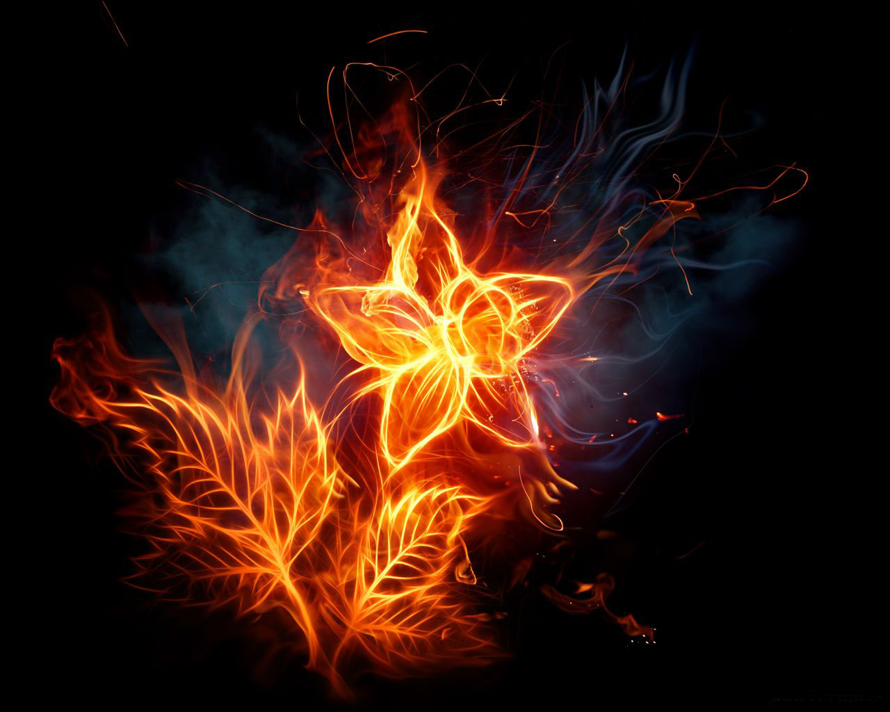 http://3.bp.blogspot.com/-R8R_iP_qG_g/TrKWaxWrkkI/AAAAAAAAAow/6G6isYeBmIo/s1600/high-resolution-latest-3d-very-beautiful-hd-burning-star-and-burning-leaves-wallpaper-for-desktops.jpg