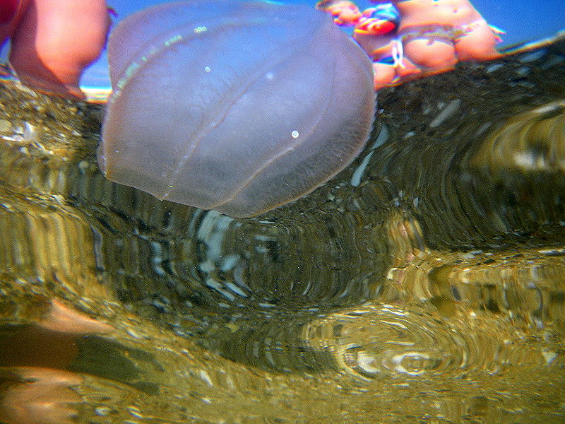 Musings of a Biologist and Dog Lover Invasive Species Warty Comb Jelly