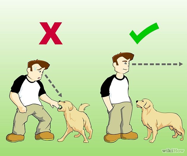 Approaching A Strange Dog